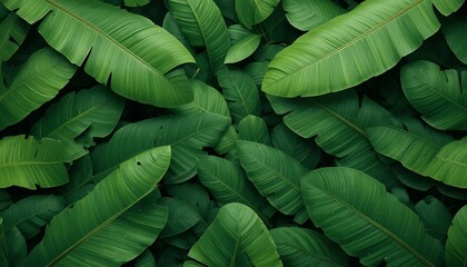 Obraz premium Lush green banana leaves create a vibrant tropical background perfect for exotic designs