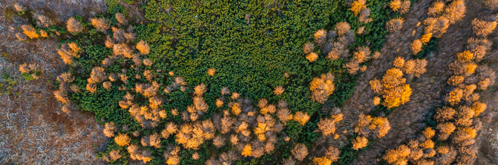 Top view of the autumn forest. Larch trees with yellow crowns and thickets of evergreen dwarf pine. Beautiful panoramic aerial photograph. Picturesque northern nature. Fall season. Natural background.