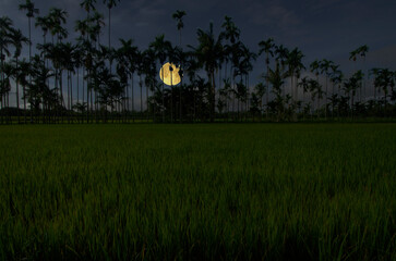Beautiful rice field with bright full moon in The evening