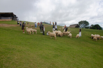 Blurred image of tourists with sheep on green lawn in the farm