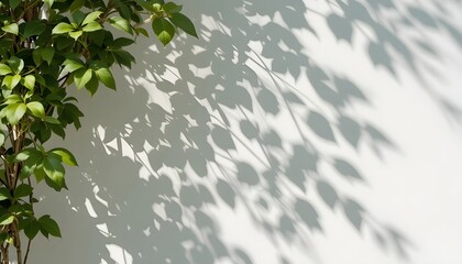 Soft sunlight shadows of leaves on white wall, minimal natural background