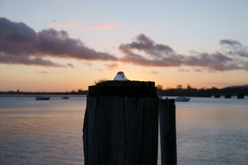 Sun rises over distant horizon creating golden glow and back-lighting harbour and nesting tern on...