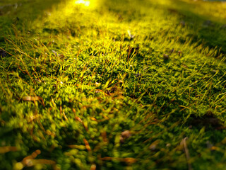 Moss background image in a forest under sunlight