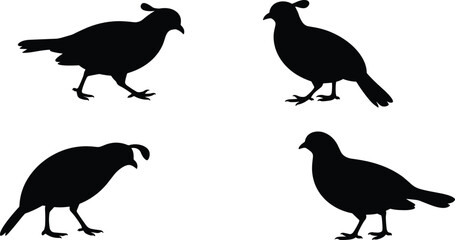 Quail bird silhouette set, wildlife vector illustration, black bird shapes, animal posture chart, nature reference, ornithology design, feathered creature icons