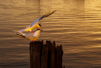 Pair of white-fronted tern or strena striata landing on old wharf pole