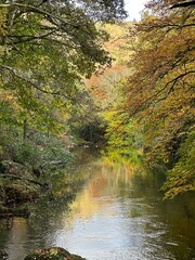 autumn in the forest