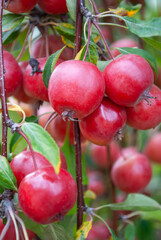 a large harvest of paradise apples on the tree