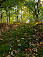 Moss background image in a forest under sunlight