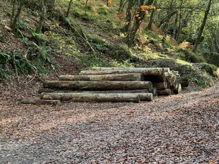 stack of timber logs in the forest