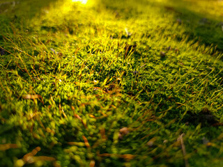 Moss background image in a forest under sunlight