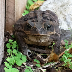 Cane toad, or bufo frog, with warty brown skin is meanly staring forward on ground with green leaves.  These toads are deadly for dogs.