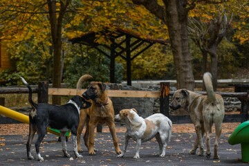 A group of dogs gathered together
