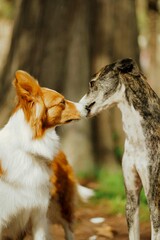 Obraz premium Two dogs kissing each other