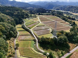 A large field of crops is shown from above, with a road running through it. Scene is peaceful and serene, as the vast expanse of land is covered in green vegetation and the road is surrounded by trees