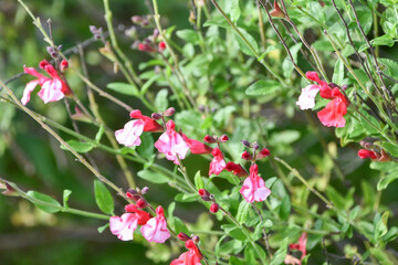 サルビア・ミクロフィラ　Cherry Sage