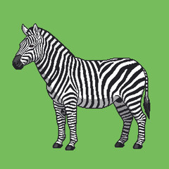 Side profile of a standing zebra with classic black and white stripes on a solid green background.