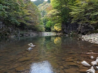A stream of water is flowing through a forest. The water is clear and calm, and the trees are green...