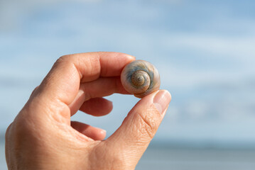 Hand holding shell of Moon snail or euspira catena