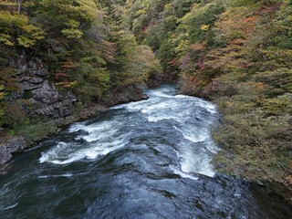 A river with a lot of water and trees in the background. The water is very clear and the trees are green