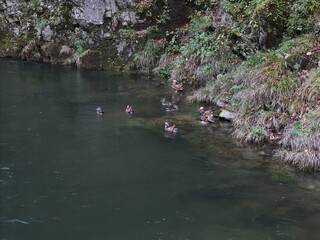 A group of ducks are swimming in a body of water. The water is dark and murky, and the ducks are scattered throughout the scene