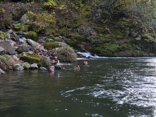 A group of ducks are swimming in a river. The water is calm and the ducks are enjoying their time