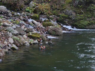A group of ducks are swimming in a river. The water is murky and the rocks are scattered throughout the area