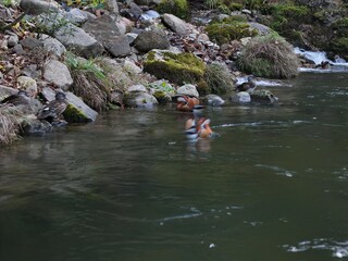 A group of ducks are swimming in a river. The water is murky and the rocks are jagged