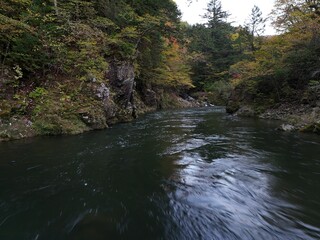 A river with a lot of trees and leaves in the background. The water is calm and clear