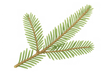 Evergreen fir branch with green needles symbolizing christmas season and winter holidays on transparent background