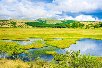 八島ヶ原湿原　初夏