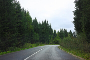 Naklejka premium Beautiful view of green trees and asphalt road