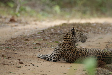 Sri Lankan Leopard in Wilpattu National Park, Sri Lanka 