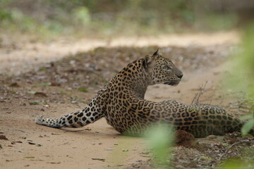 Sri Lankan Leopard in Wilpattu National Park, Sri Lanka 