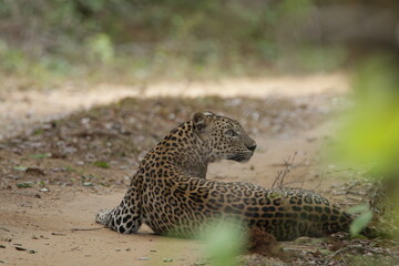 Sri Lankan Leopard in Wilpattu National Park, Sri Lanka 