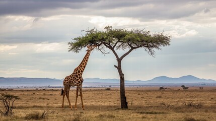 Giraffe grazing in savanna with distant mountains. Ideal for nature, wildlife, travel, and educationrelated designs. Perfect for social media.