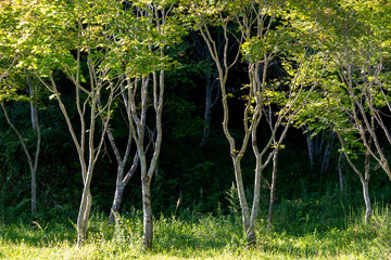Fototapete bei efototapeten.de bestellen   