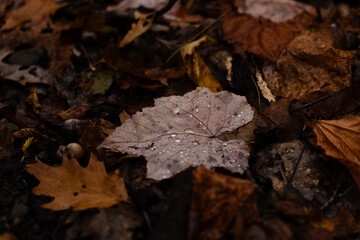 Fallen autumn leaves with raindrops on forest ground