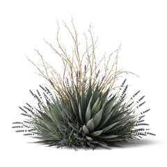 Fototapeta premium Realistic agave and lavender arrangement with dry grass on transparent background – desert plant composition for botanical design, landscaping, and minimalist nature decor