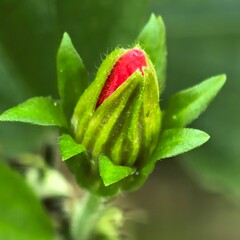 Budding crimson flower with detailed green leaves
