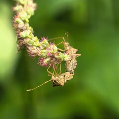 Bug trio cuddled on flowering plant stem