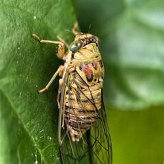 Bug resting on bright green leaf