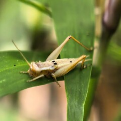 Camouflaged insect on a broad green leaf