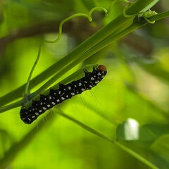 Caterpillar on plant stem against green background
