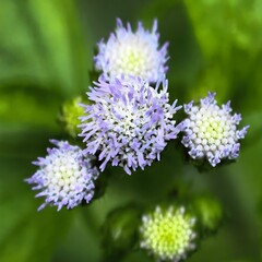 Delicate cluster of tiny purple blooms