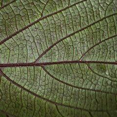 Detailed closeup of a textured dark leaf