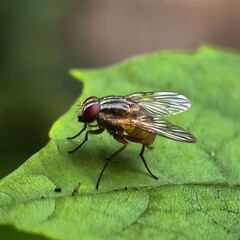 Fly resting on vivid green leaf