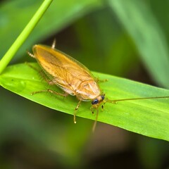 Golden insect rests on bright green leaf