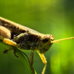 Grasshopper poised on a green leaf