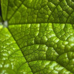 Green leafs detailed surface texture