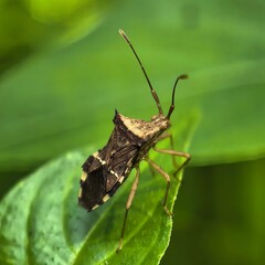 Shield bug perched on a vibrant green leaf